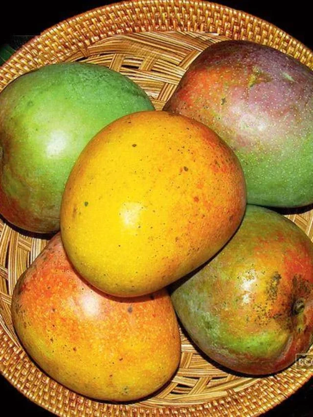 langer-mango-sweet-all-climate